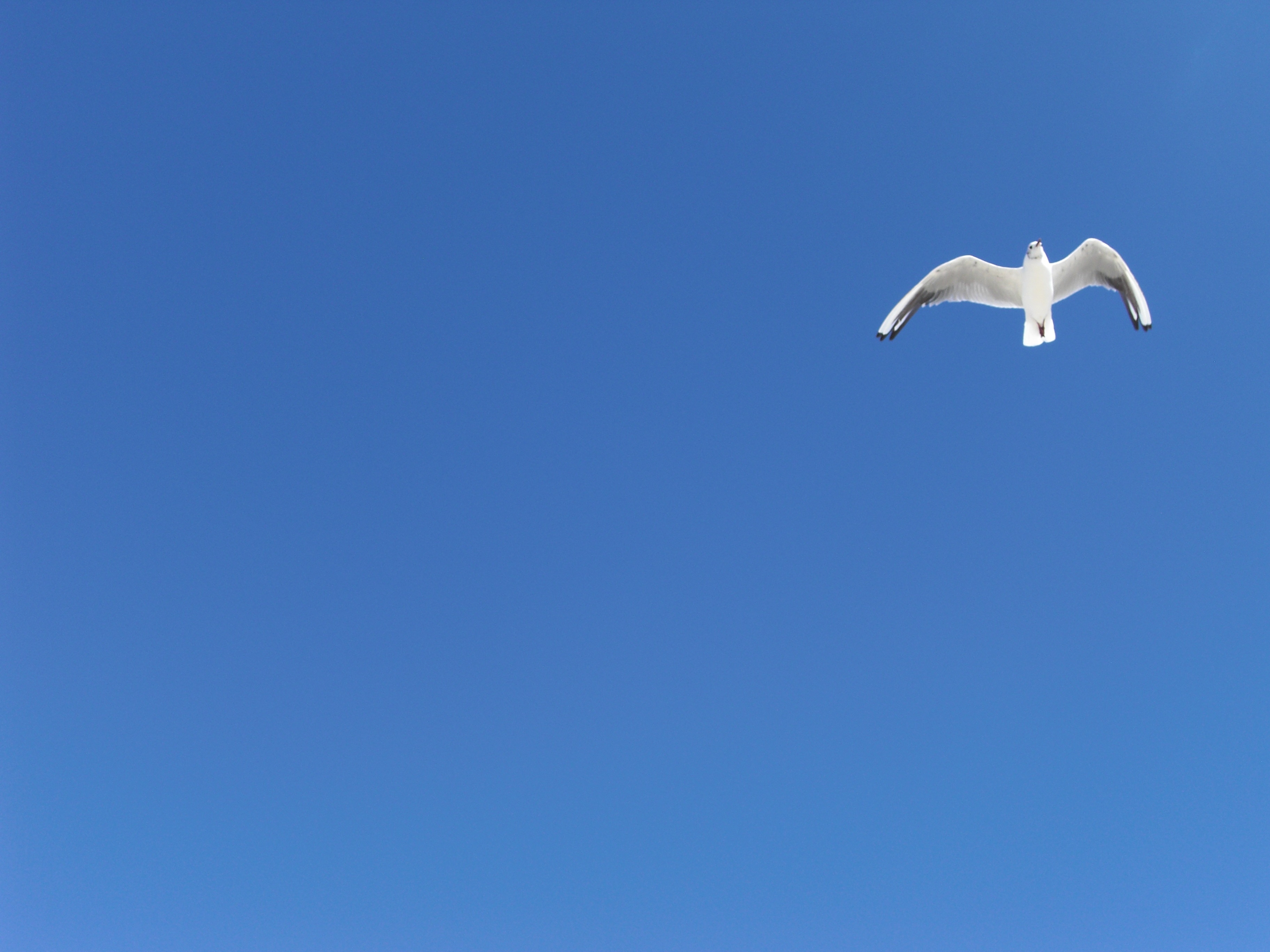Фон голубей. Белый голубь в голубом небе. Парящая белая птица. Голубое небо с белыми голубями. Фон голубое небо с голубями.
