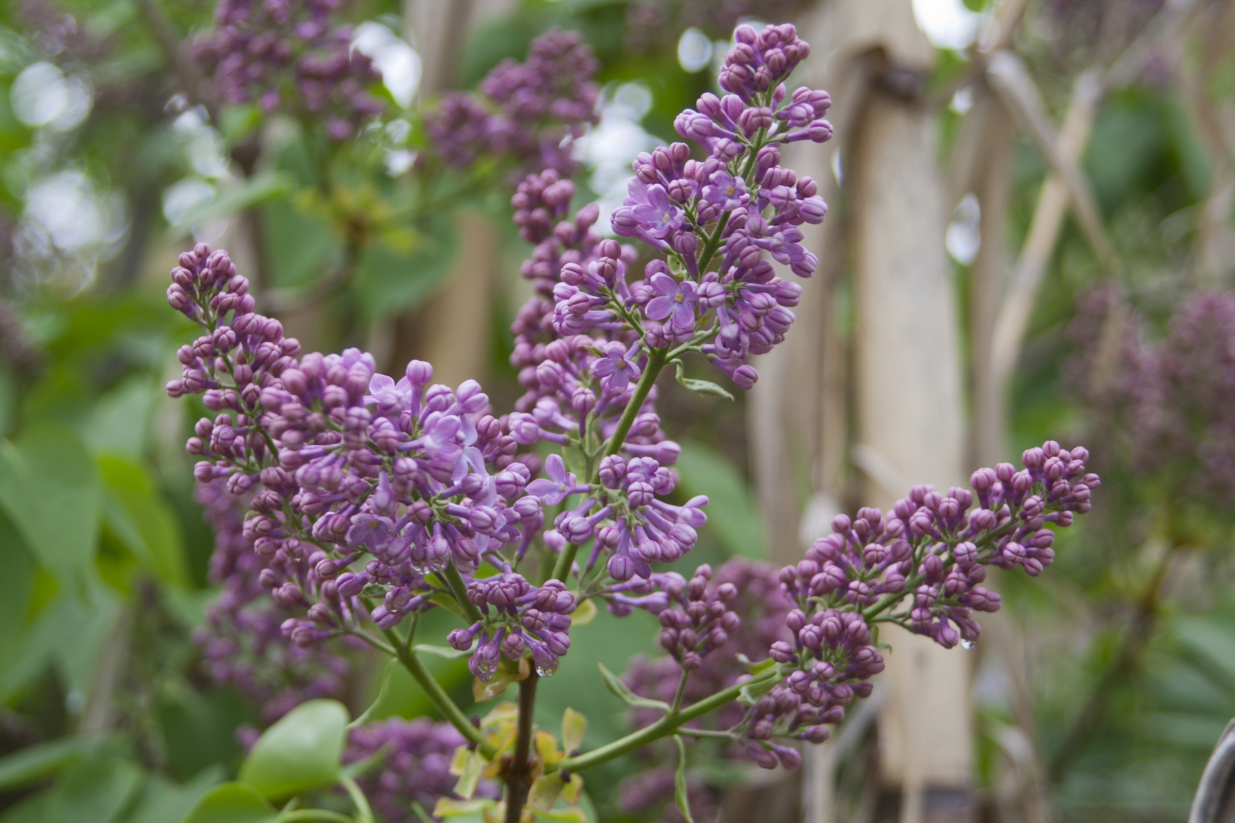 purple flower selective photography