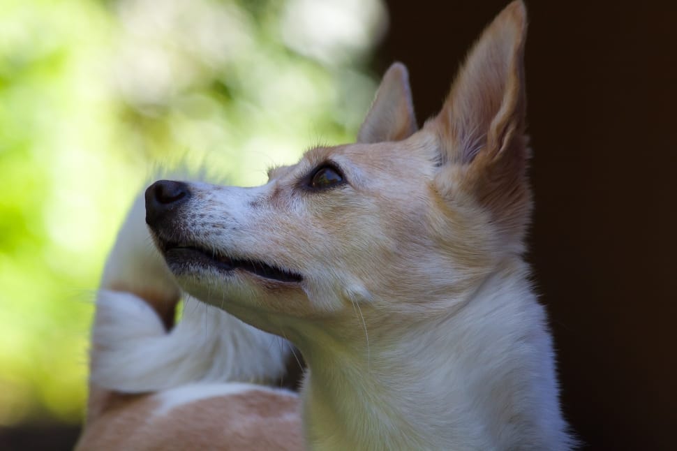 fawn an white smooth chihuahua preview