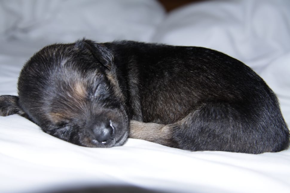 black and tan german shepherd puppy preview