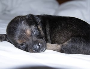 black and tan german shepherd puppy thumbnail