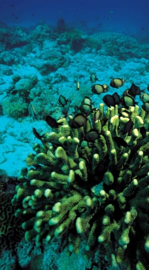Coral, Underwater, Fish, Diving, Scuba, underwater, undersea thumbnail
