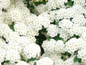 white dandelions thumbnail
