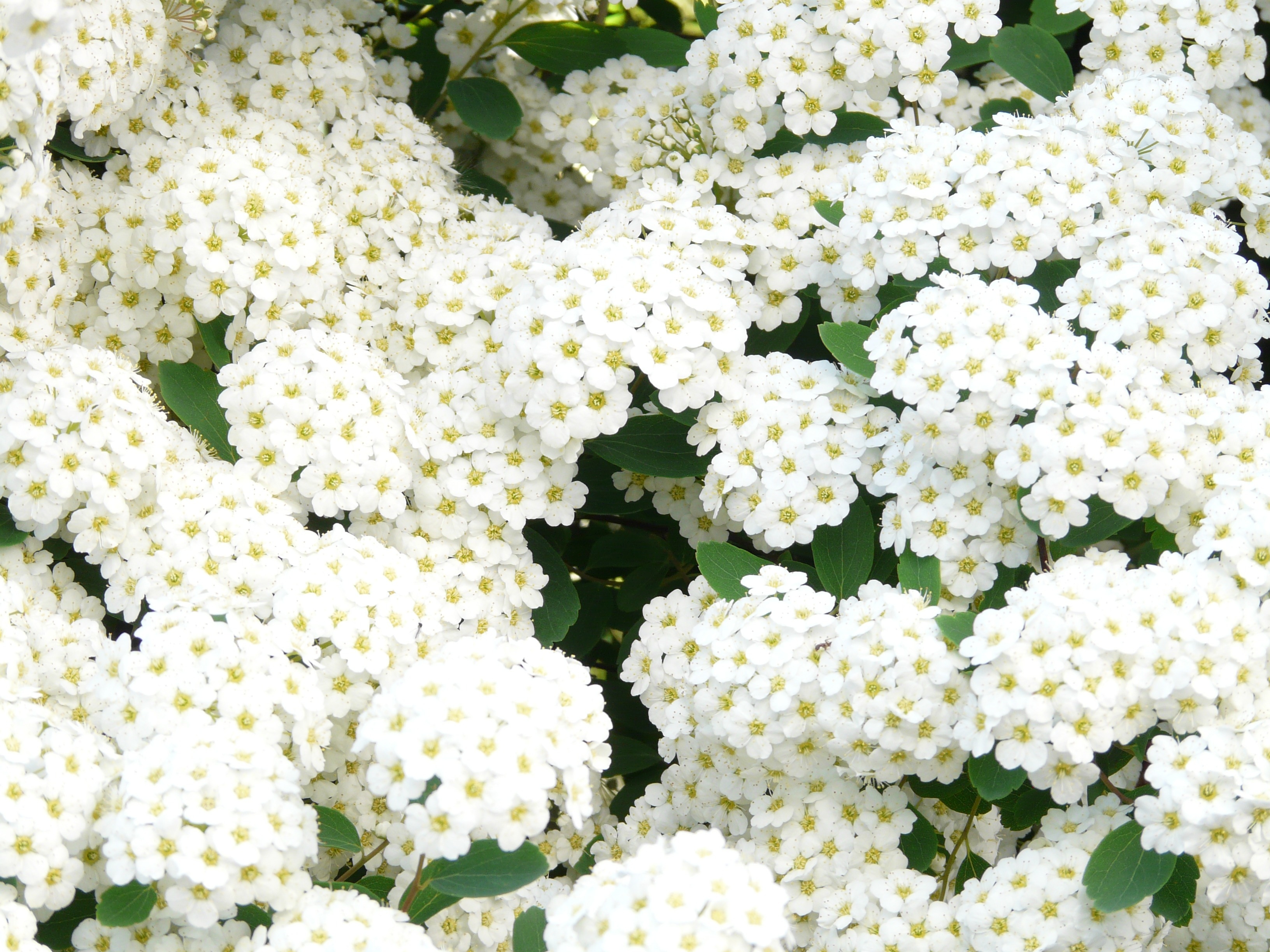 white dandelions