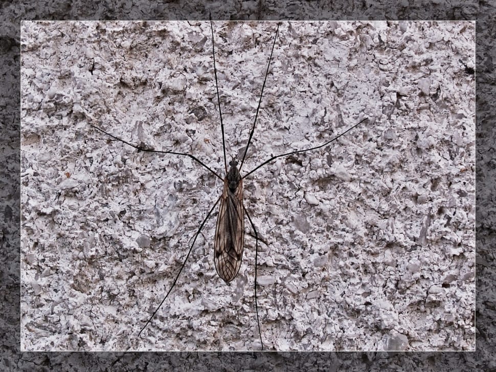 brown crane fly preview