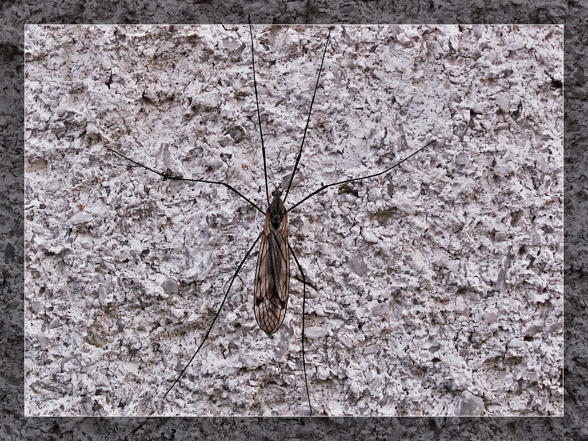 brown crane fly