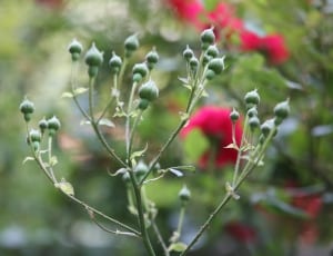 green flower buds thumbnail