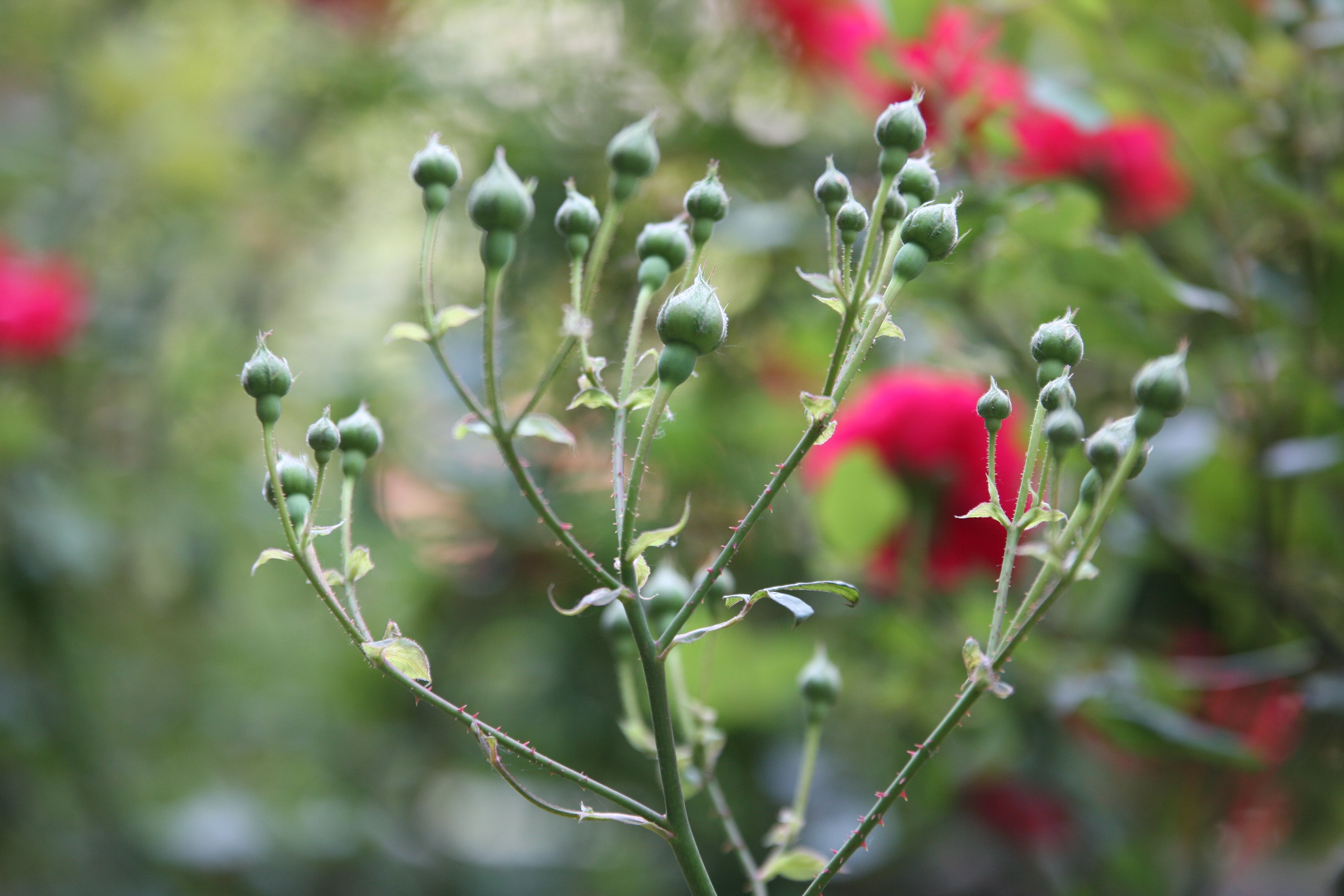 green flower buds