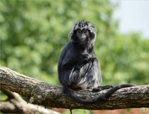 black and gray monkey thumbnail