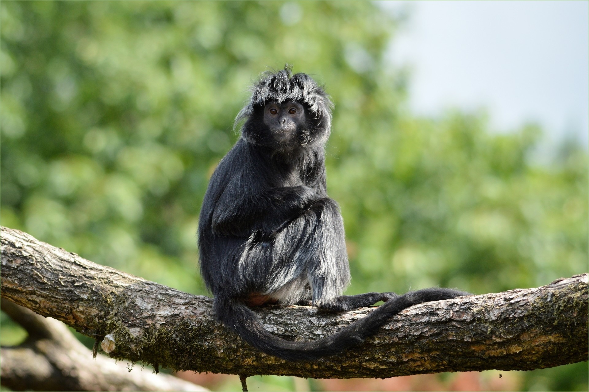 black and gray monkey