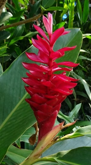 red petaled clustered flower thumbnail