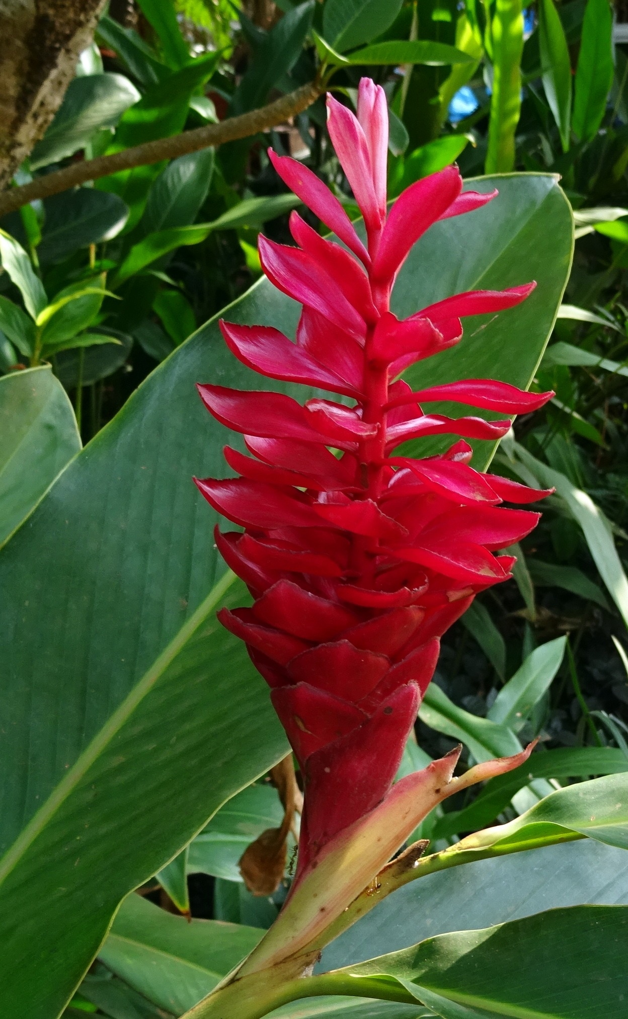red petaled clustered flower