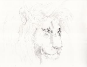 white and black lion sketch thumbnail