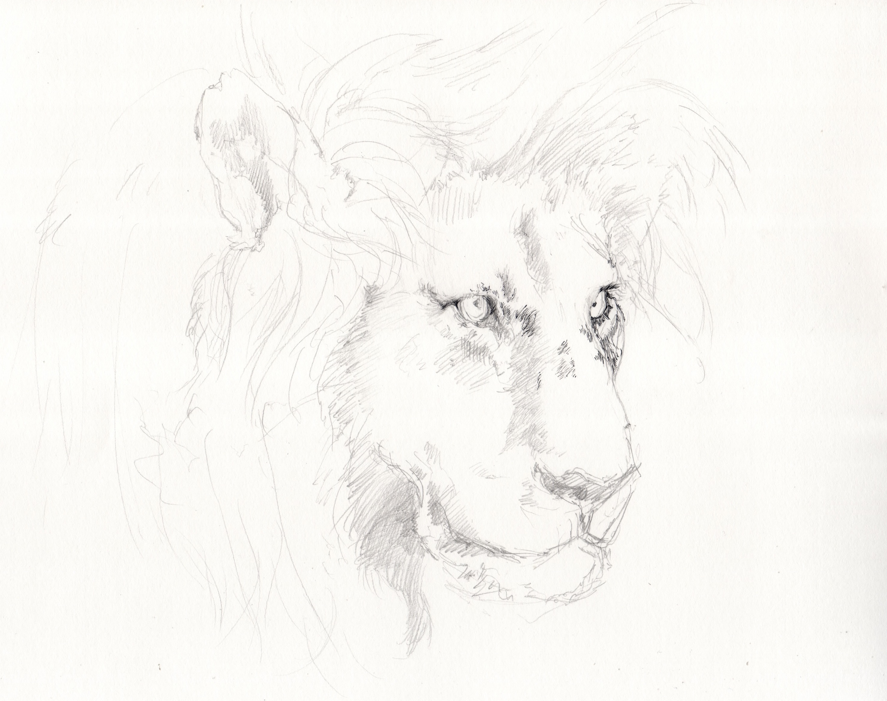 white and black lion sketch