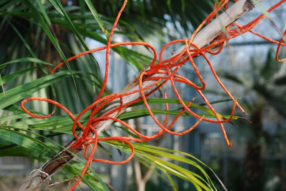 orange cable wire preview