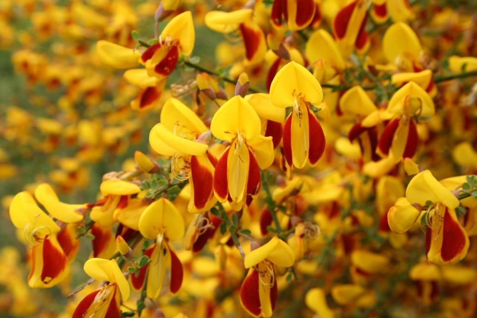 yellow and red flowers preview