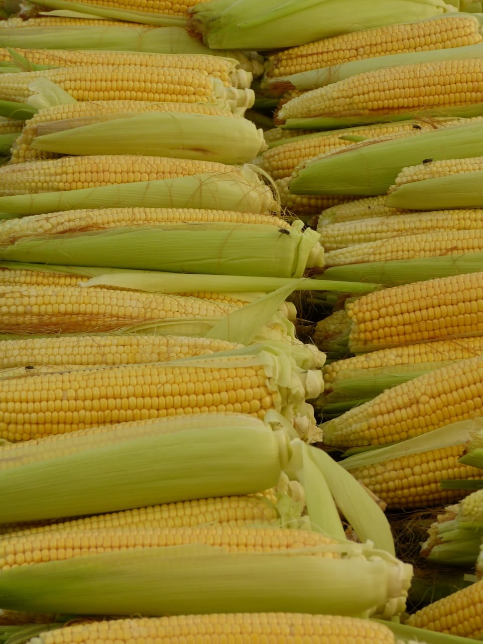 corns on the cob preview