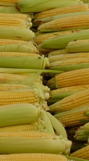 corns on the cob thumbnail