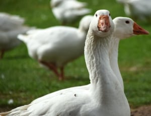 group of white  ducks thumbnail