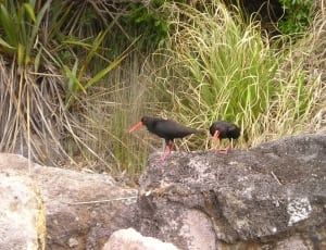 2 black and red beak bird thumbnail