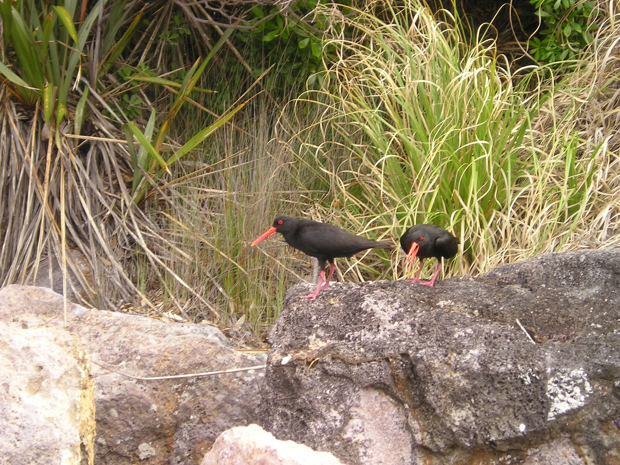 2 black and red beak bird