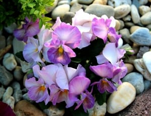 purple and white pansies thumbnail