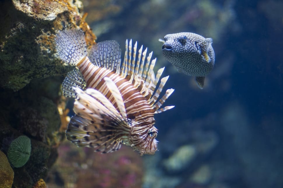 lion fish and blue puffer fish preview