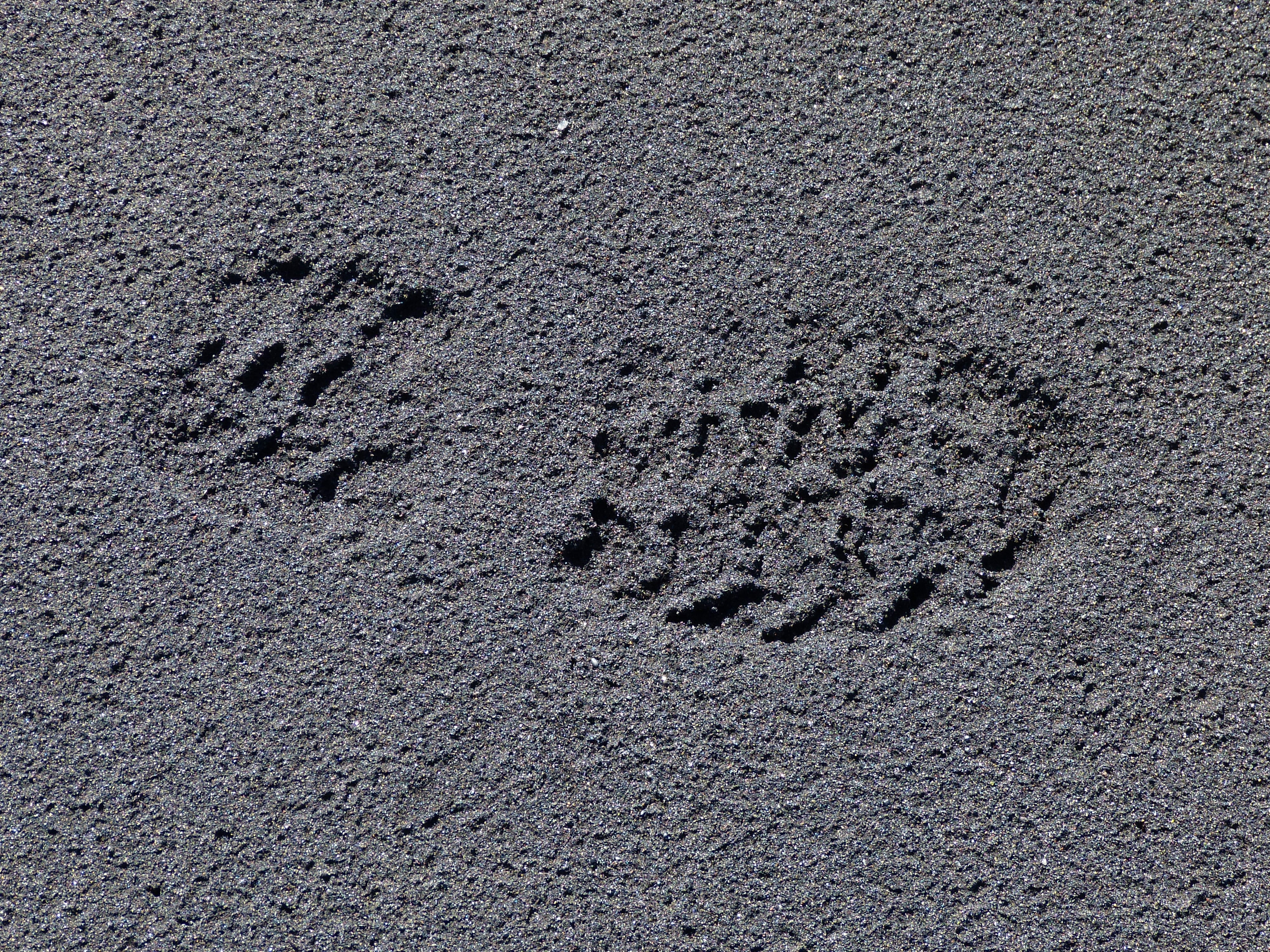 sand foot print