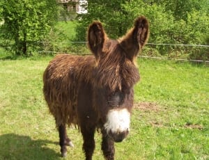 brown donkey on green grass during daytime thumbnail