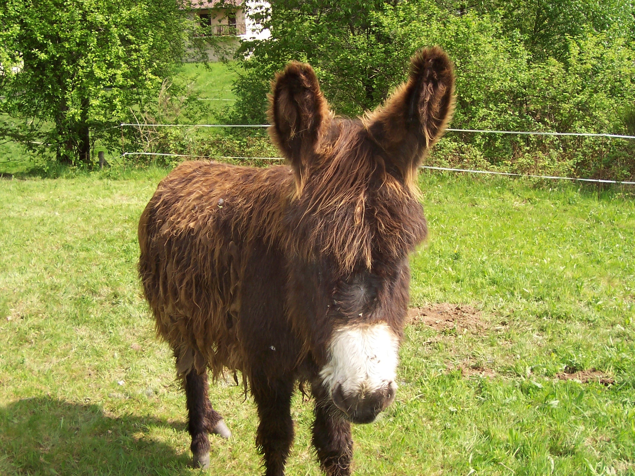 brown donkey on green grass during daytime
