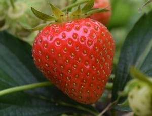 red raspberry fruit thumbnail