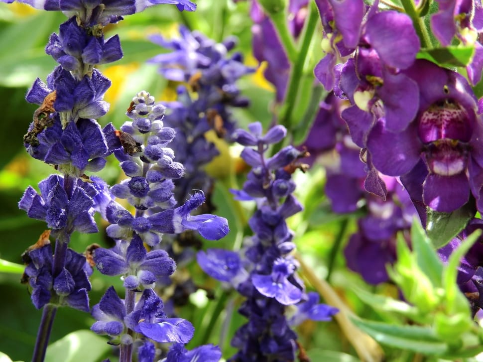 blue larkspur and purple sweet pea flowers free image | Peakpx