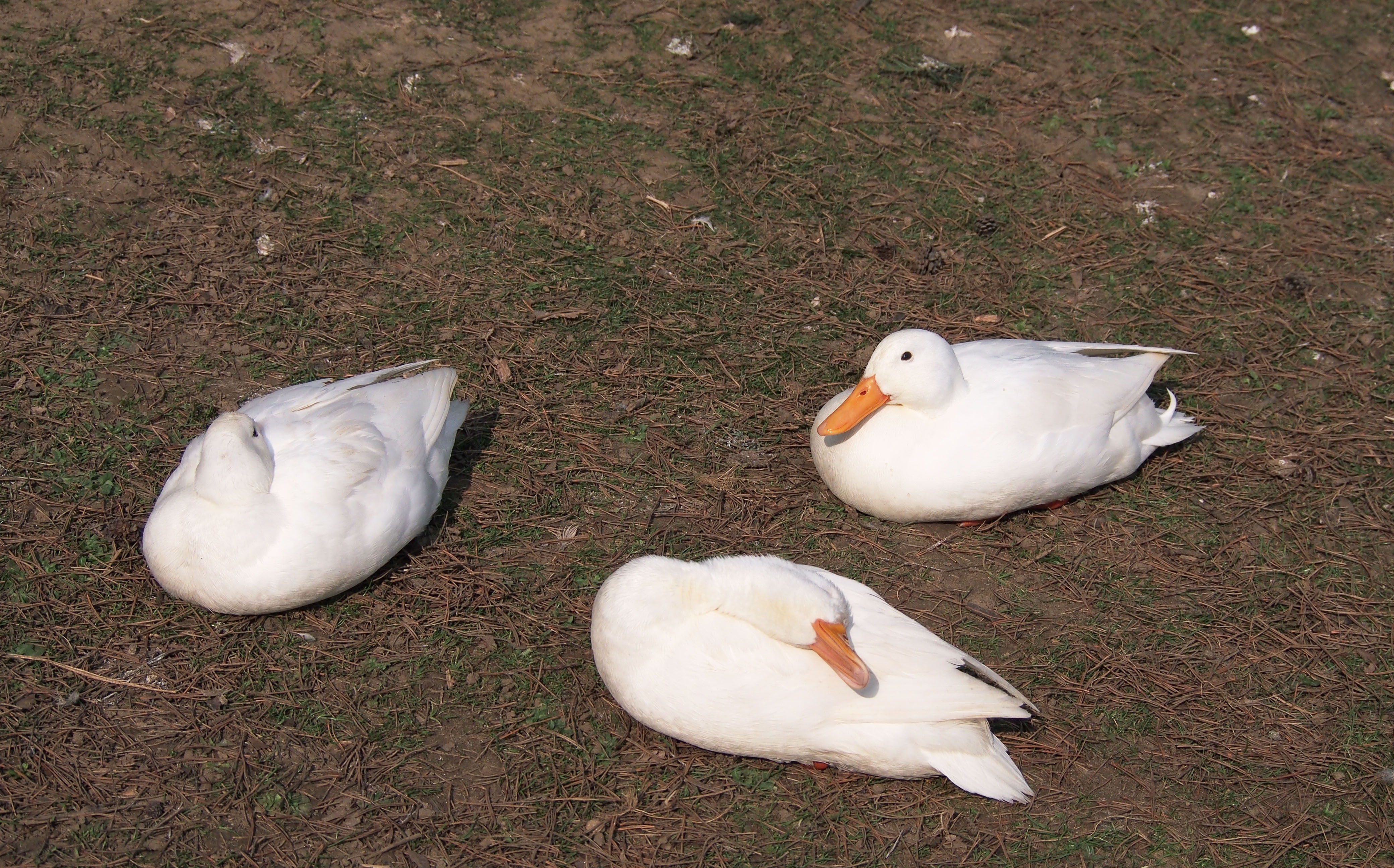 3 white swan