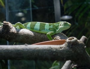 green and mint green lizard thumbnail