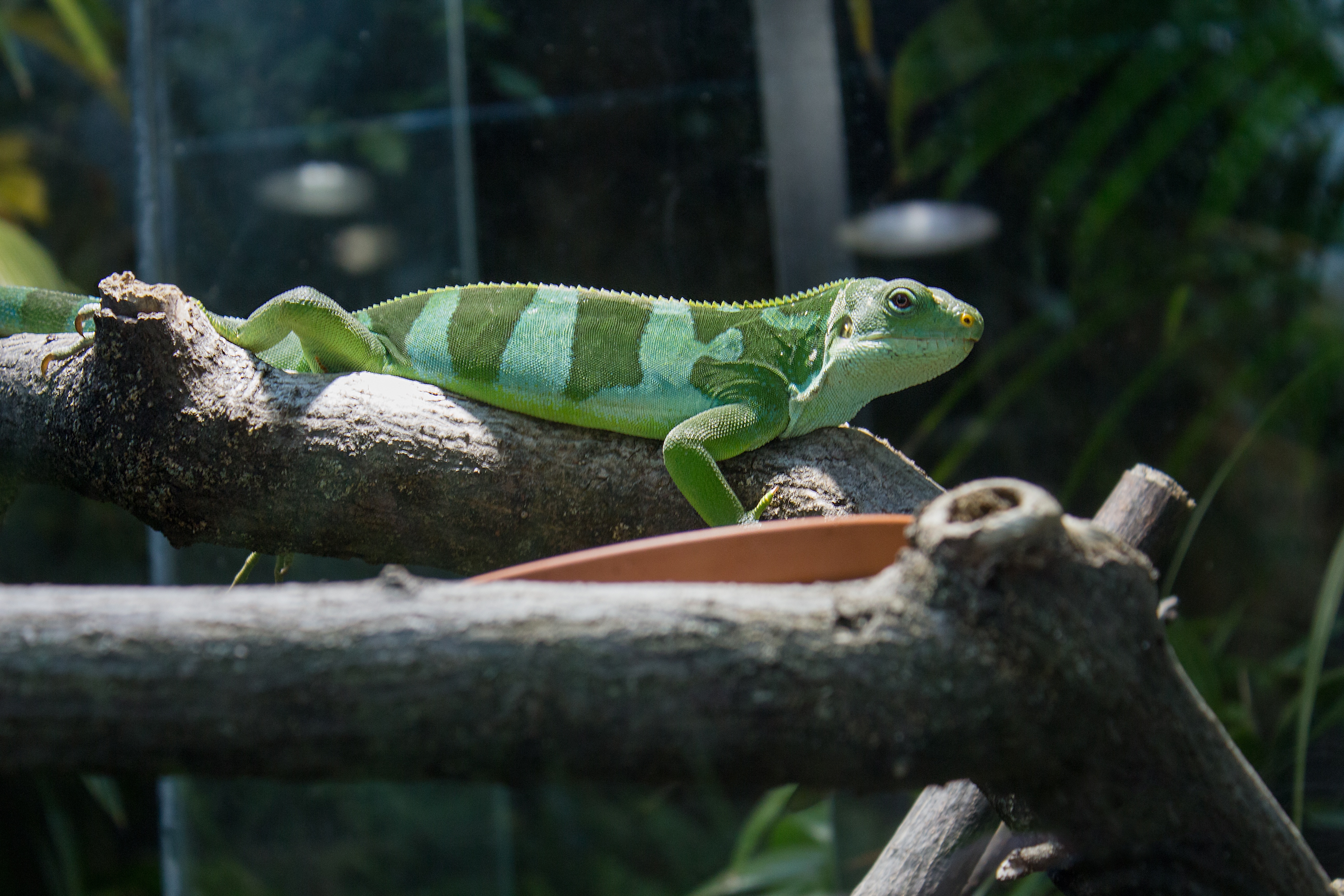green and mint green lizard