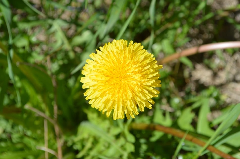 Dandelion, Spring, Yellow, Flower, flower, yellow preview