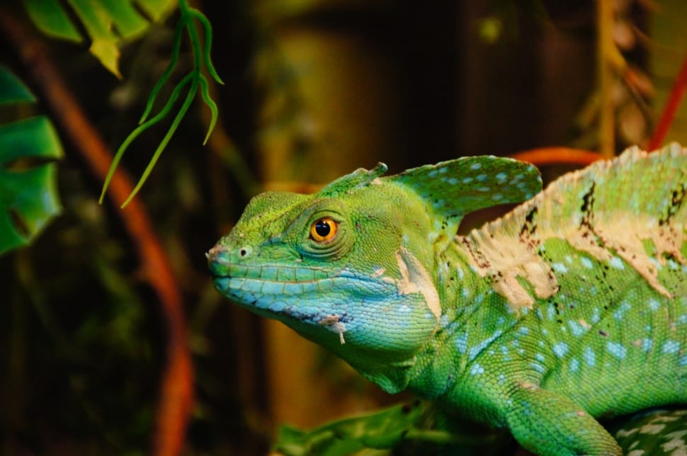 green and blue lizard preview