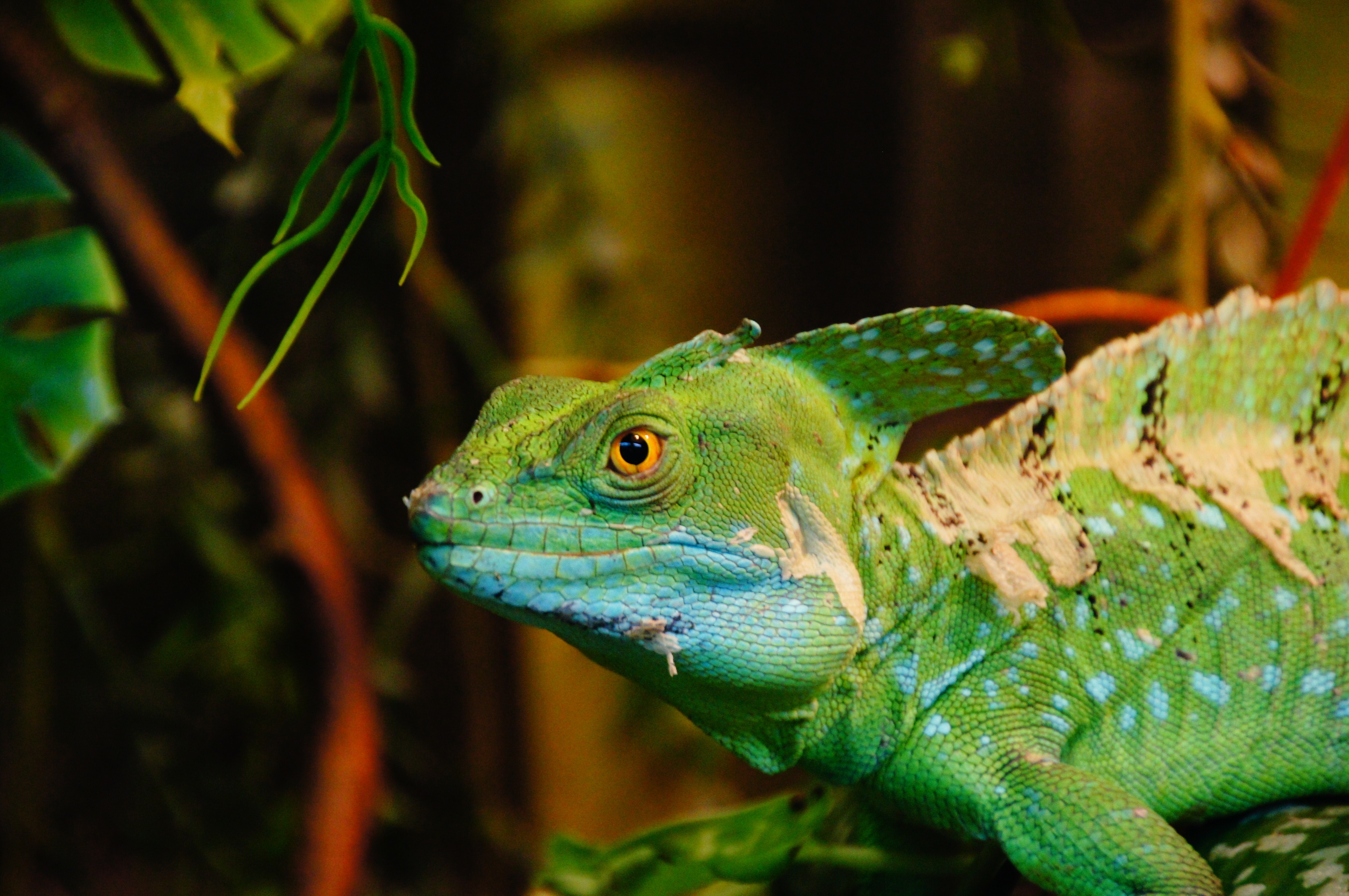 green and blue lizard