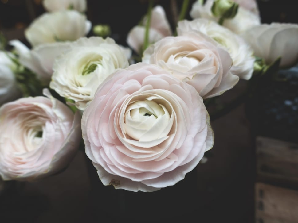 bouquet of white flowers preview