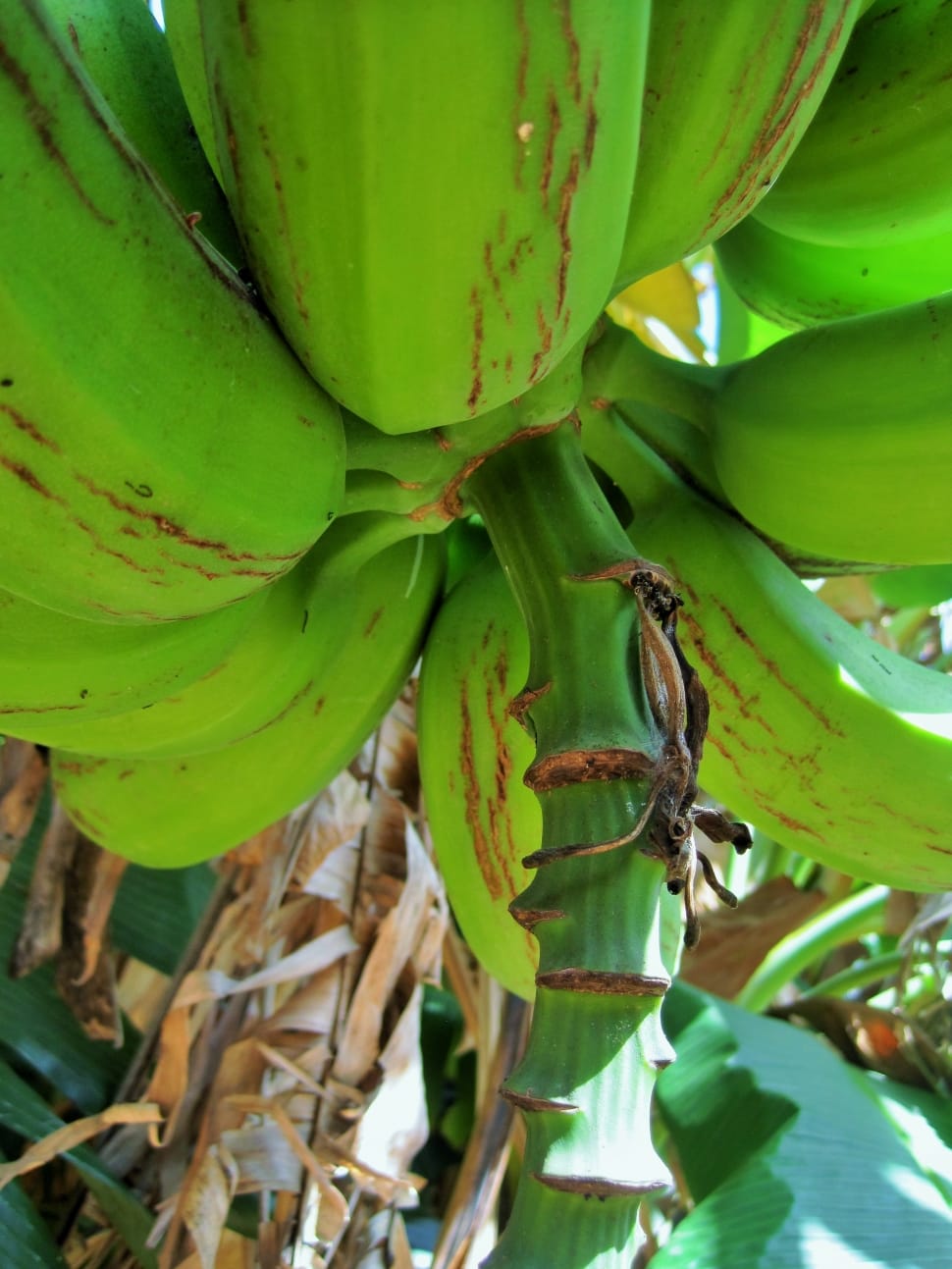 green unripe bananas on a sunny day preview