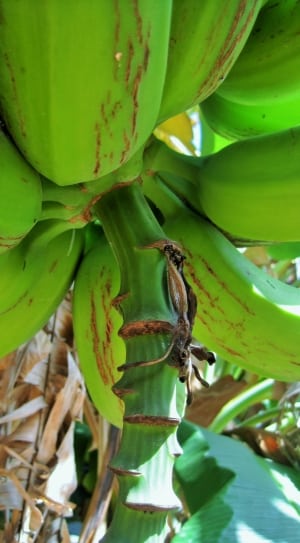 green unripe bananas on a sunny day thumbnail
