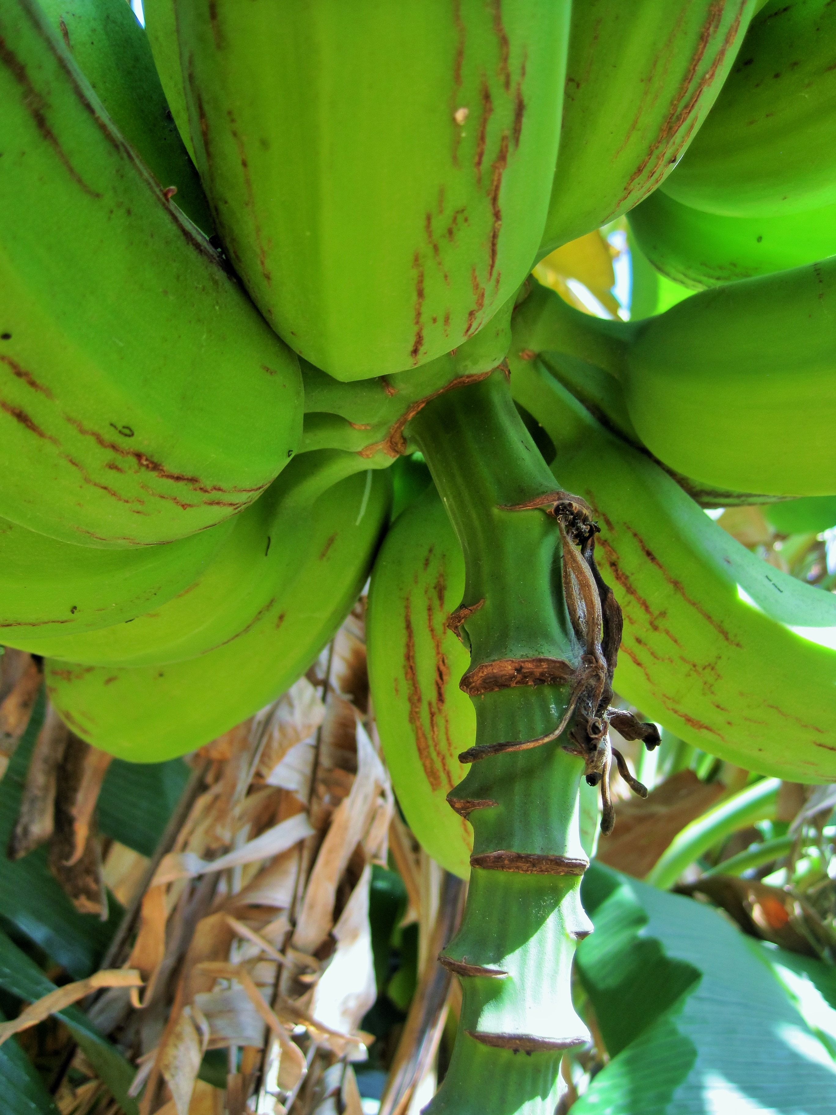 green unripe bananas on a sunny day