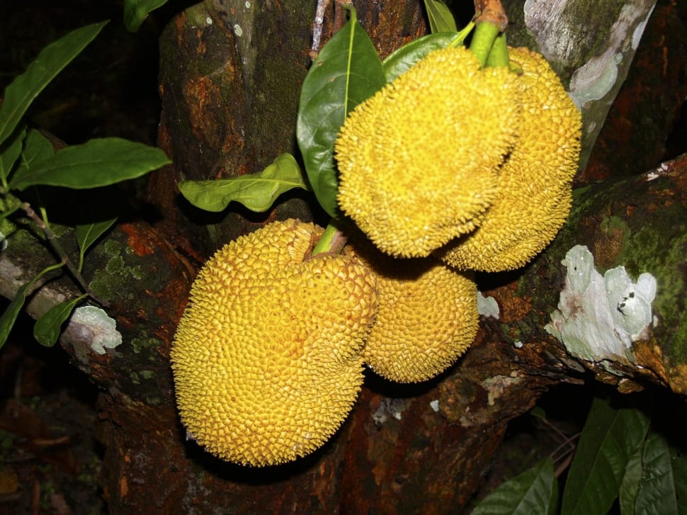 yellow jackfruit preview