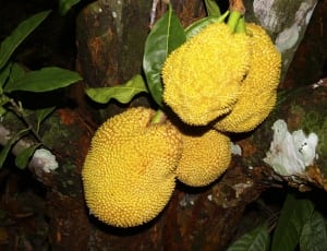 yellow jackfruit thumbnail