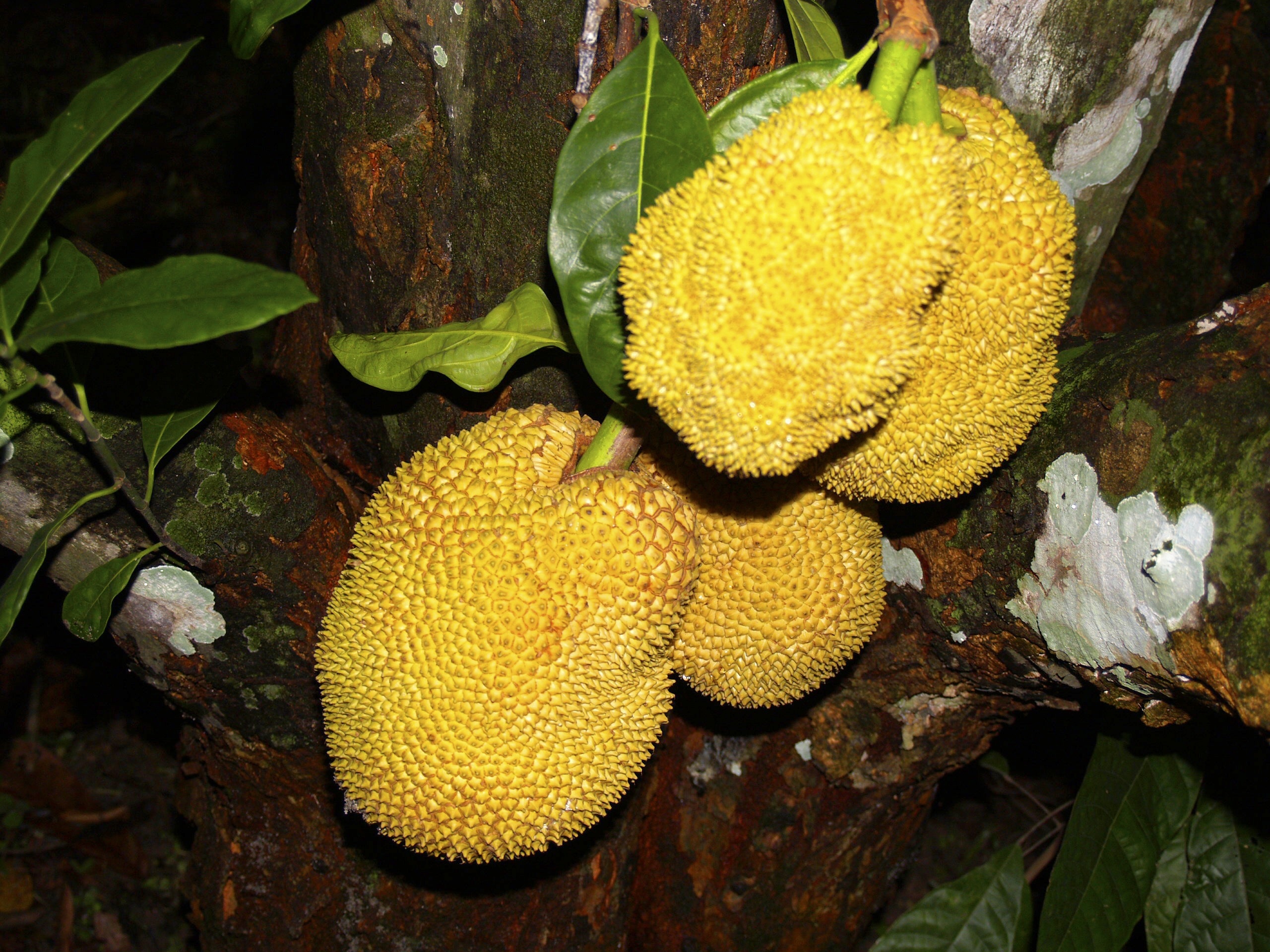 yellow jackfruit