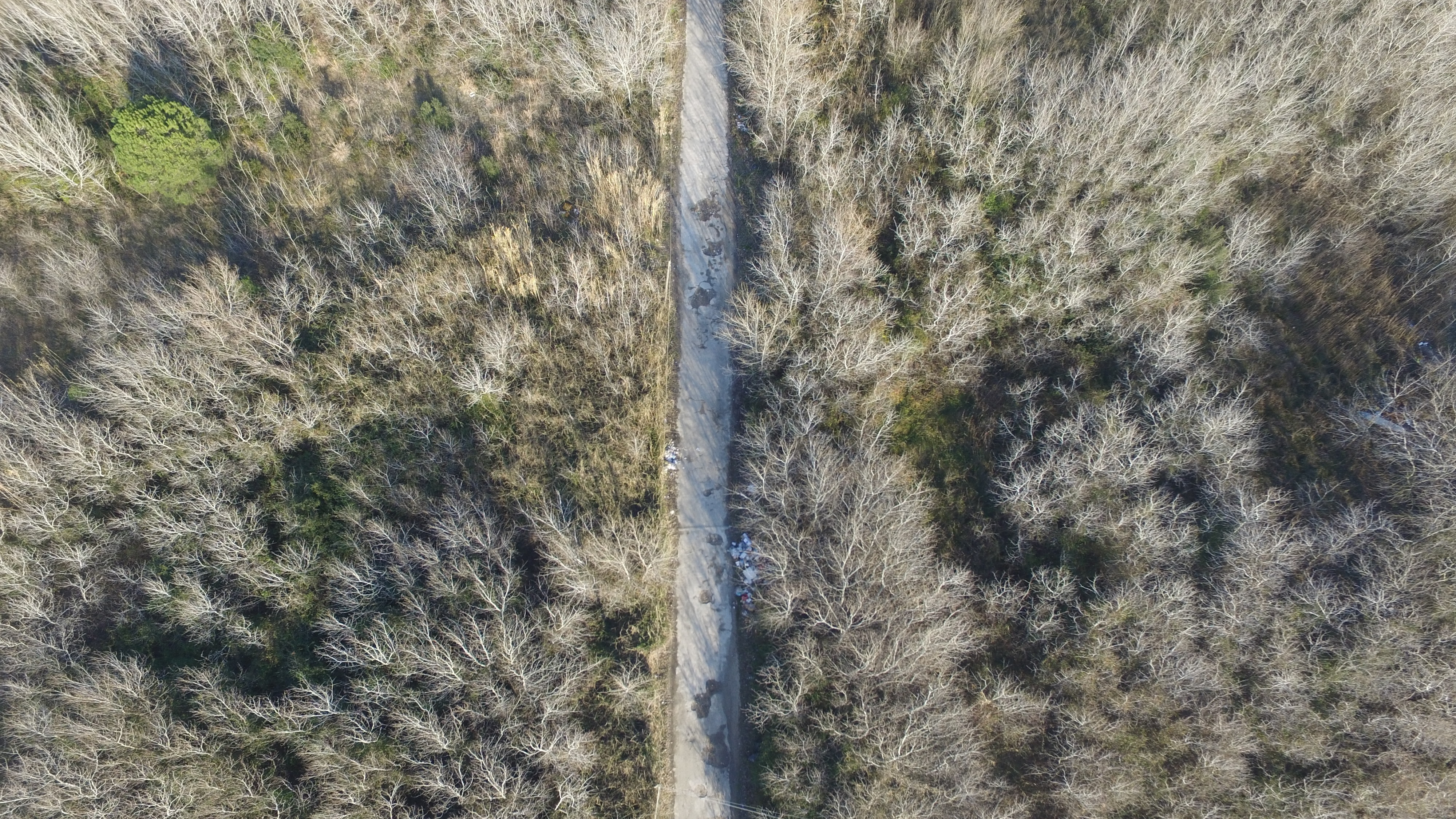 aereal photo of road between trees during daytime