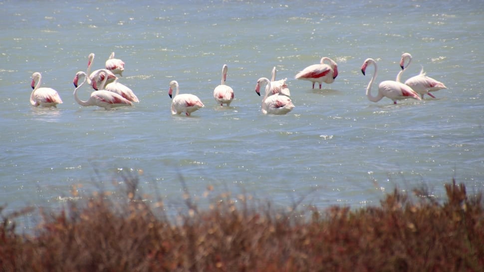 group of flamingo preview