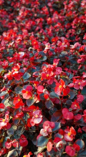 red petaled flower lot thumbnail