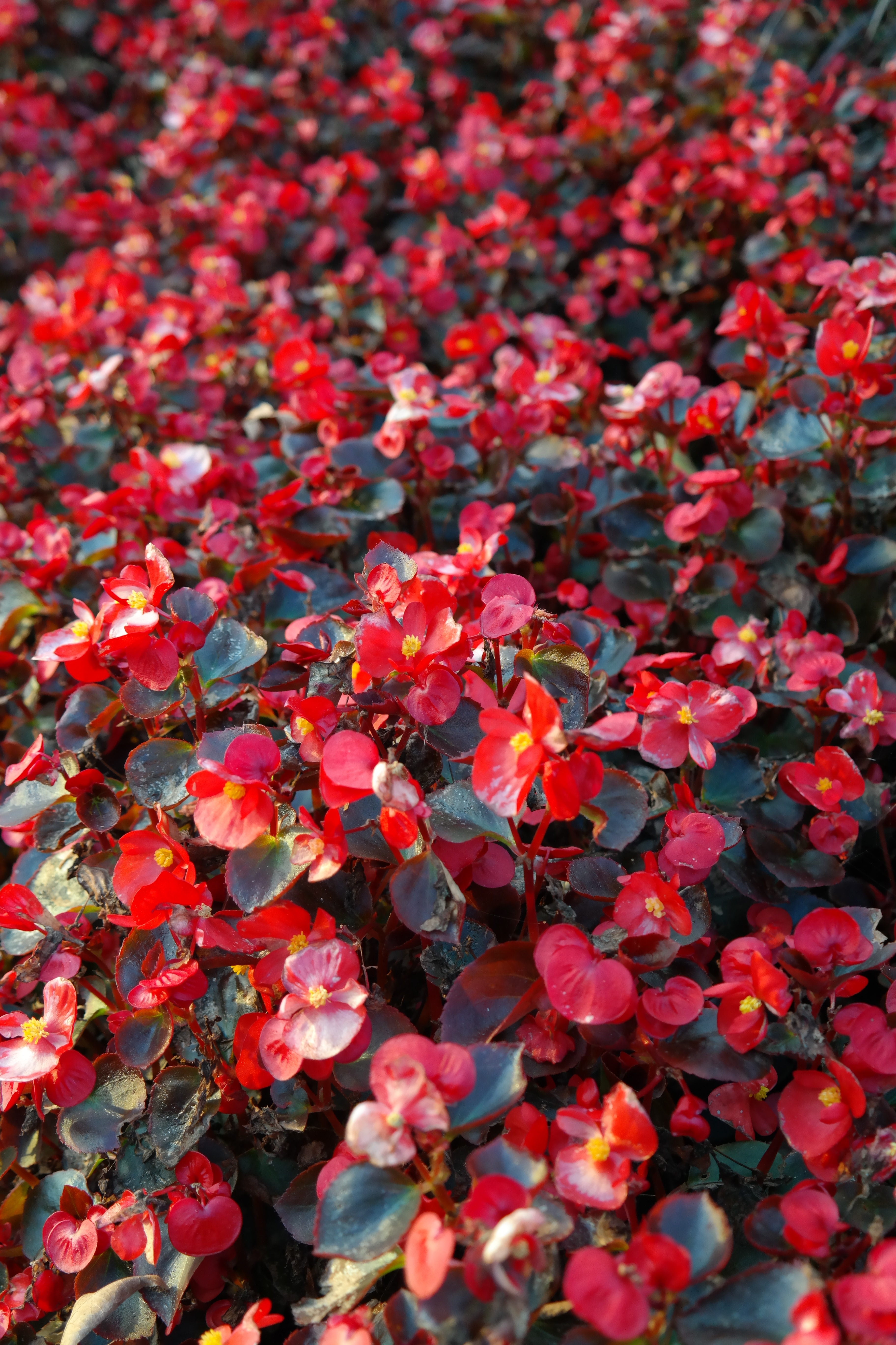 red petaled flower lot