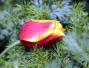 red and yellow rose thumbnail